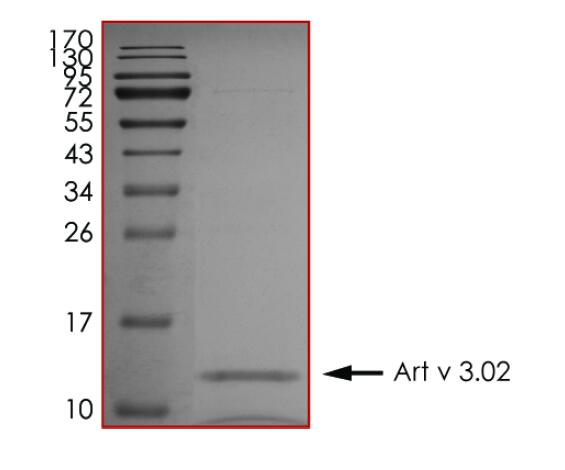 The purity of Art v 3.02 was determined to be >90% by densitometry.